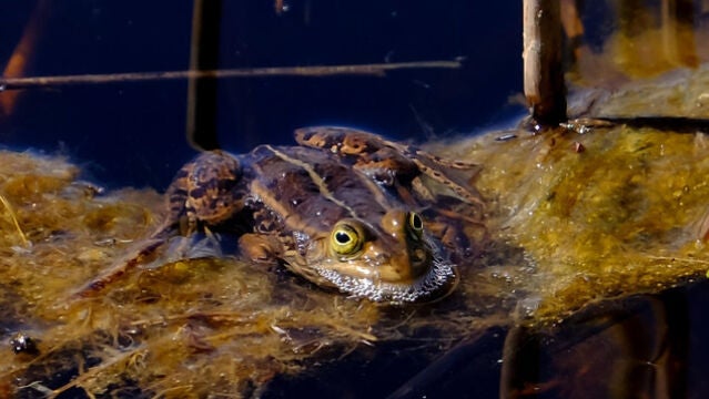 Ejemplar de rana verde centroeuropea (Pelophylax lessonae)