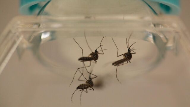 Varios mosquitos transmisores del dengue / Reuters
