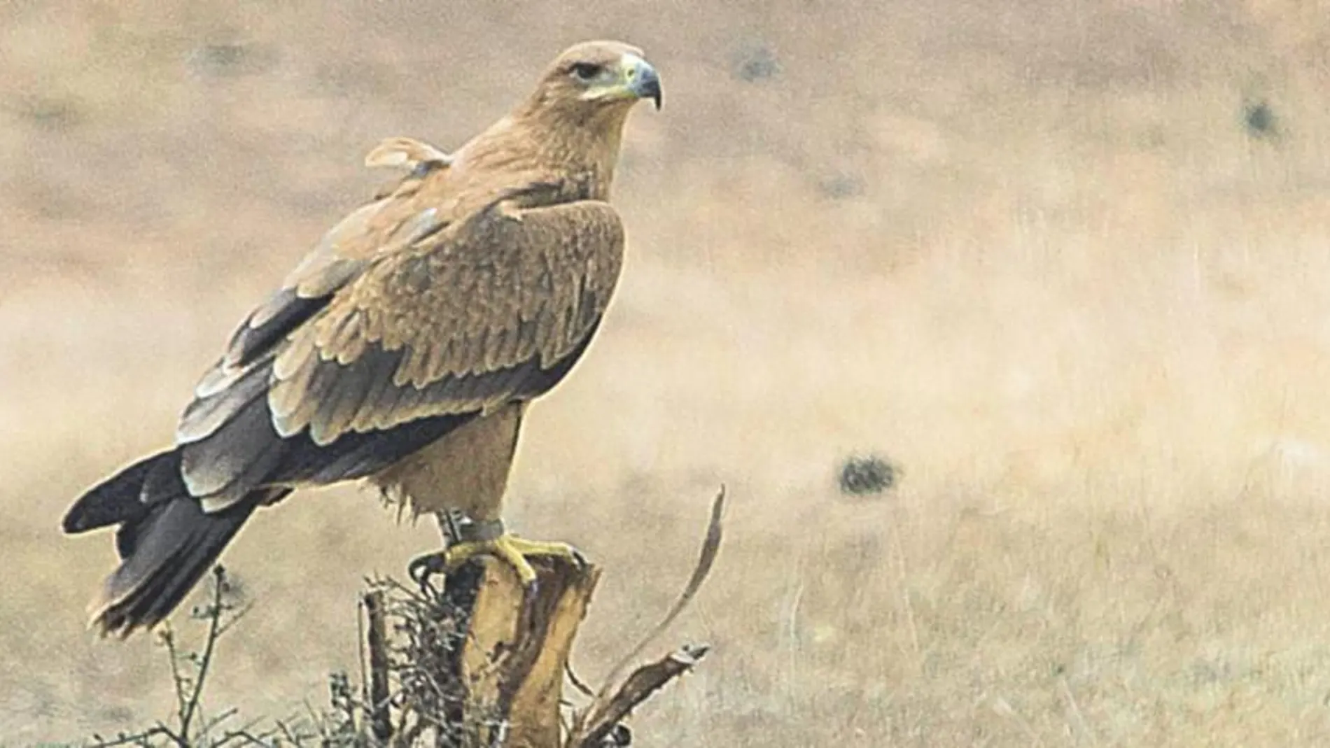 Se registran por primera vez más de cien parejas de águila imperial ibérica en Andalucía