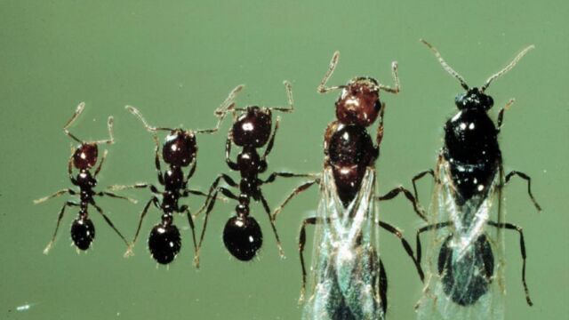 Las hormigas interactúan de forma parecida a las células del cuerpo