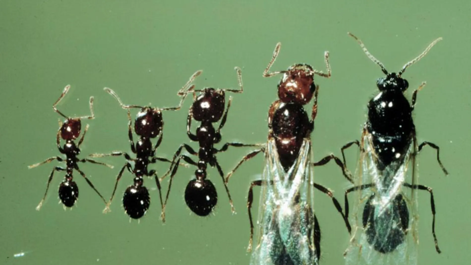 Las hormigas interactúan de forma parecida a las células del cuerpo