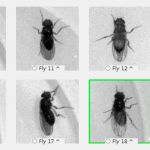 Sistema de identificación visual de la mosca utilizado en la investigación. Imagen: CIFAR.