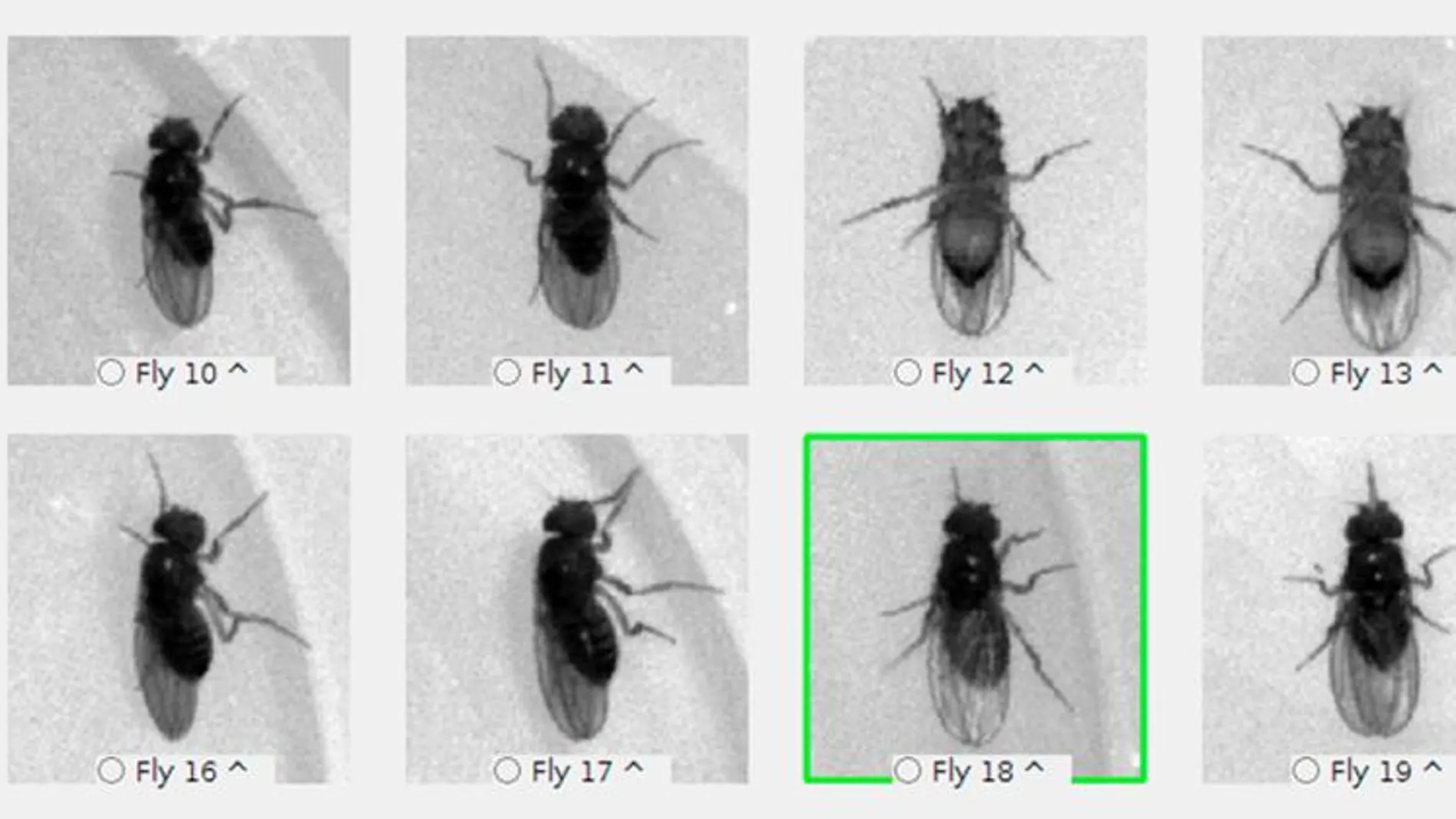 Sistema de identificación visual de la mosca utilizado en la investigación. Imagen: CIFAR.