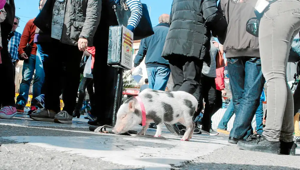 En España se empezaron a ver cerdos vietnamitas como mascotas en 2012. Foto: DREAMSTIME