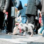 En España se empezaron a ver cerdos vietnamitas como mascotas en 2012. Foto: DREAMSTIME