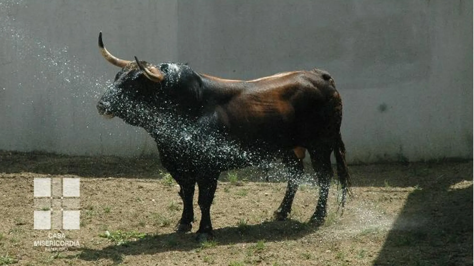 Los toros de Fuente Ymbro para el primer encierro de Pamplona
