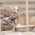 Liberan a un puma que pasó 20 años encadenado a la furgoneta de un circo