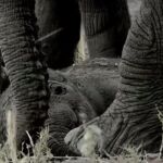 Masiva pérdida de elefantes en la sabana africana