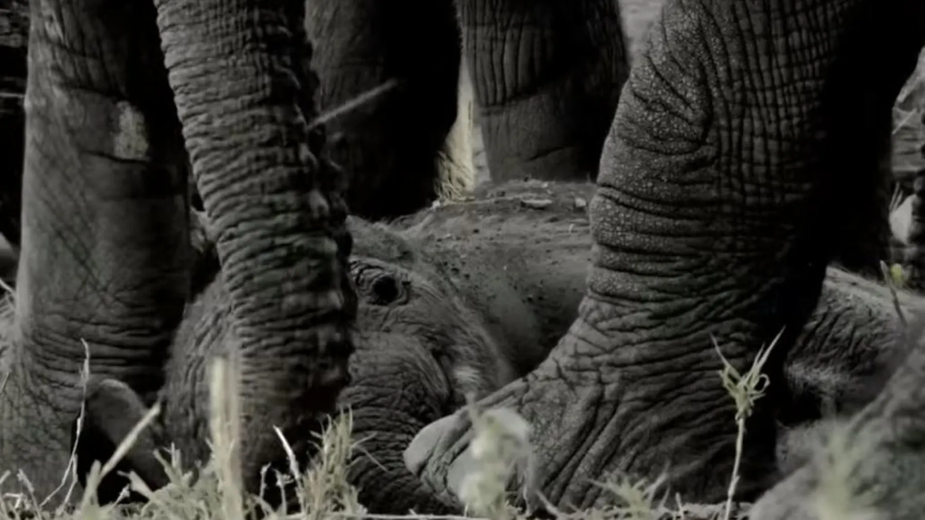 Masiva pérdida de elefantes en la sabana africana