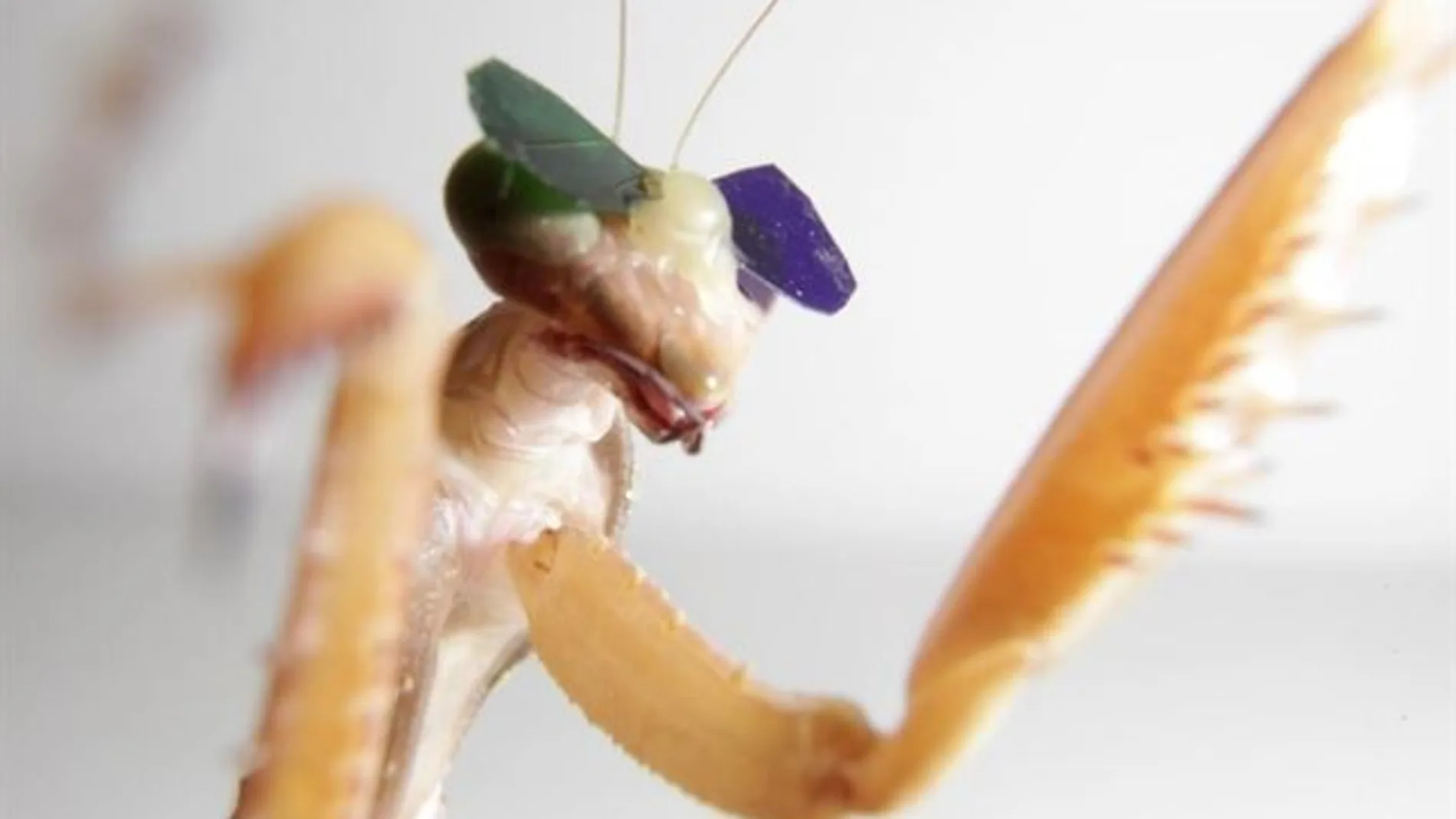 Colocan gafas 3D a una mantis para estudiar la visión en insectos