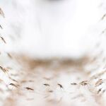 Mosquitos transmisores de la malaria / Reuters