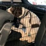 Liberan a un perro encerrado en un coche a 52 grados