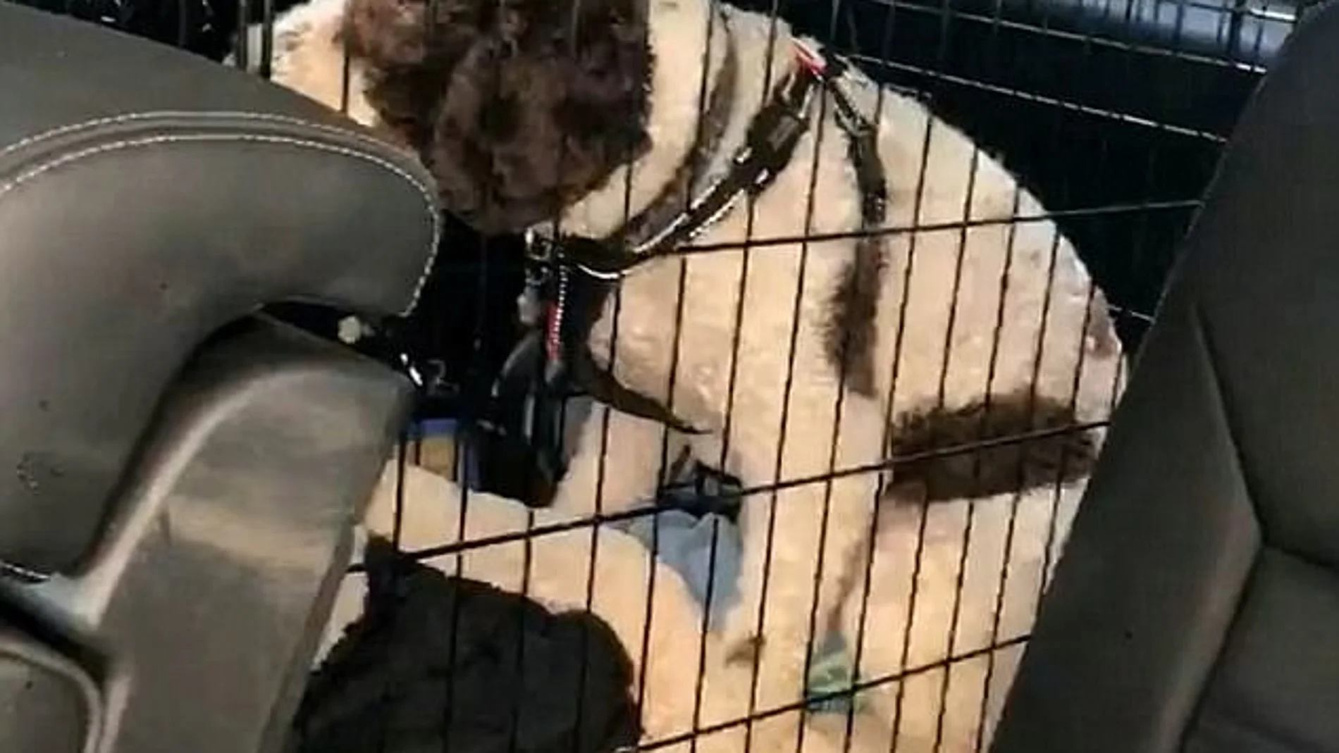 Liberan a un perro encerrado en un coche a 52 grados