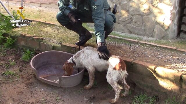 La Guardia Civil rescata a unos 50 animales en estado de abandono y hacinados en Cádiz