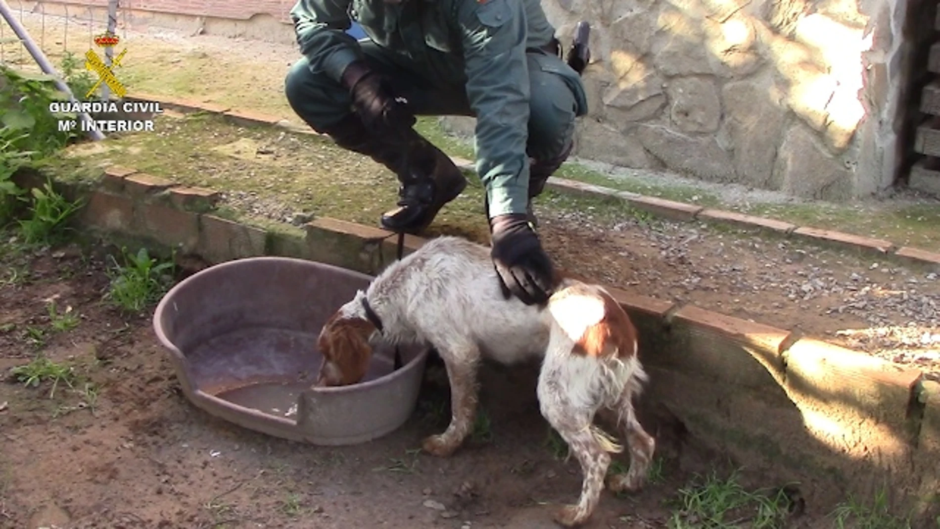 La Guardia Civil rescata a unos 50 animales en estado de abandono y hacinados en Cádiz
