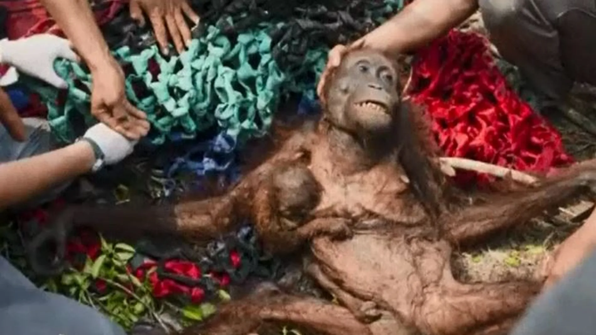 Salvan a dos orangutanes que huían de un incendio en Indonesia