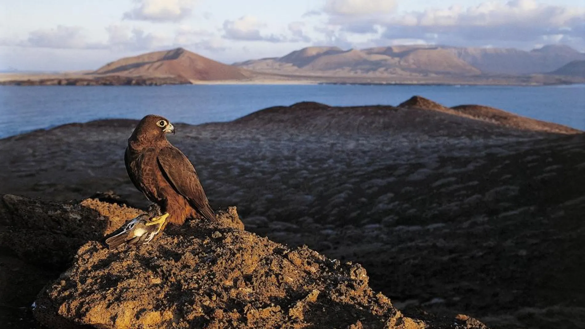 Un halcón de Eleonora en el islote de Montaña Clara, en el Parque Natural del Archipiélago Chinijo (Canarias), tras capturar una pequeña ave migratoria