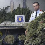 Operación de los Mossos d'Esquadra contra una red que cultivaba marihuana