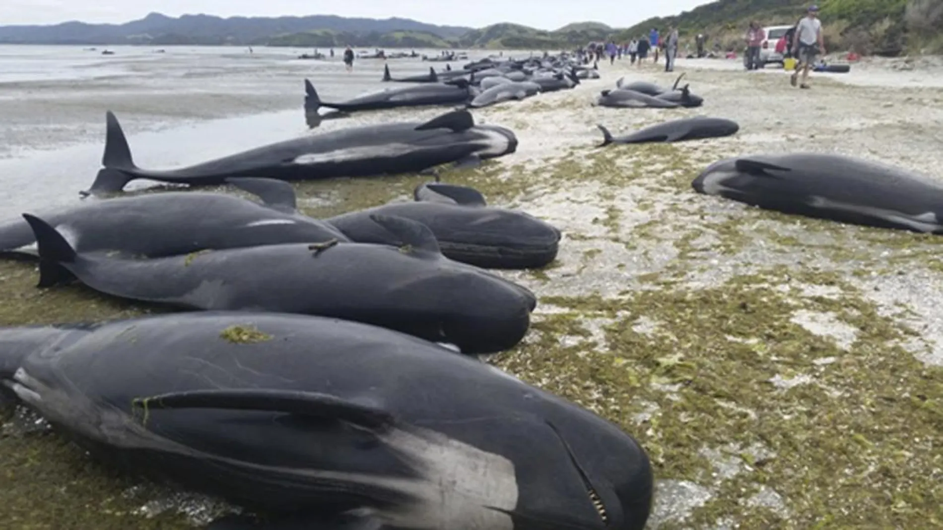 Ballenas varadas en una playa de Farewell Spit en la Bahía Dorada de Nueva Zelanda
