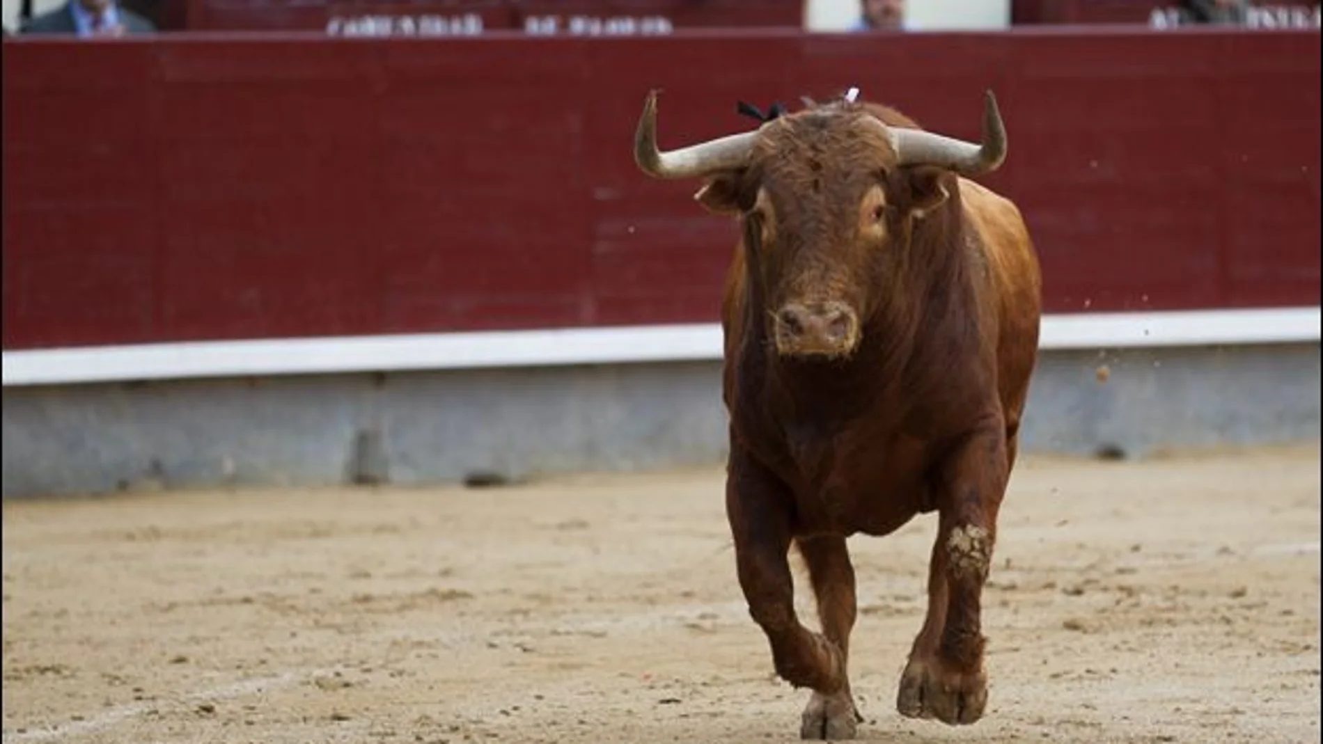 «Durmiente», de la ganadería de Montealto, mejor toro del año en Las Ventas