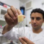 Un científico manipula mosquitos "Aedes aegypti", transmisores del virus del Zika y el dengue