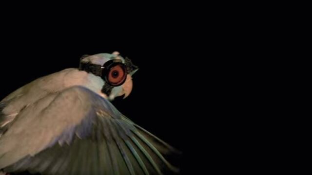 El loro Obi-Wan Kenobi con sus gafas para el experimento