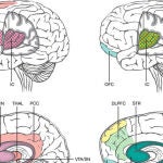 Diferencias y similitudes encontradas en las resonancias en áreas del cerebro asociadas a la depresión postparto, ansiedad y depresión mayor / Maayan Harel