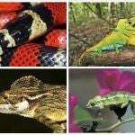 Fotografía facilitada por la Zoological Society de los reptiles (de i-d y de arriba a abajo) Lampropeltis triangulum, Lyriocephalus Scutatus, Ceratophora Stodaartiic, Chamaeleo Hoehneliic, que están dentro del 19 % de los reptiles del mundo que están amenazados de extinción
