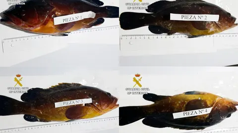 Algunas de las piezas de pescado intervenidas por la Guardia Civil