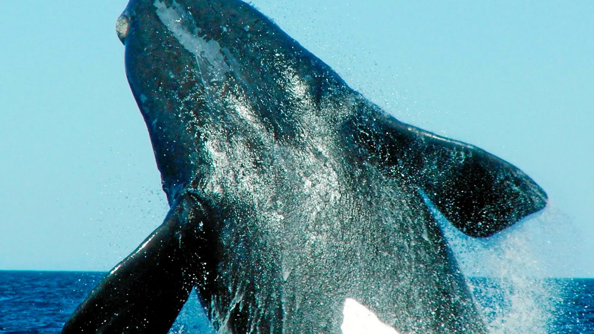 La ballena franca austral sería una de las principales beneficiadas del progresivo derrimiento de la Antártida ya que se alimenta de un grupo de crustáceos (copépodos) están asociados a aguas abiertas. Junto a ella, también se beneficiarían los erizos, los sálpidos o las medudas.