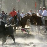 Un lancero intenta abatir a un astado durante la celebración del torneo medieval de El Toro de la Vega, en Tordesillas (Valladolid)