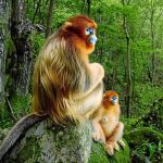 La imagen de estos dos monos dorados de nariz chata fue tomada en las montañas chinas de Qinling