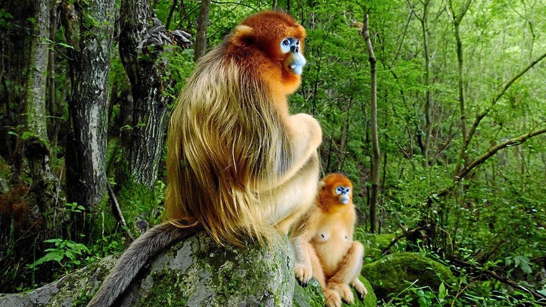 La imagen de estos dos monos dorados de nariz chata fue tomada en las montañas chinas de Qinling