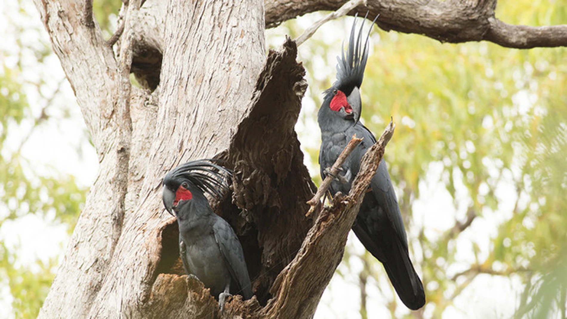 Dos machos de cacatúa enlutada sosteniendo sus peculiares baquetas de madera
