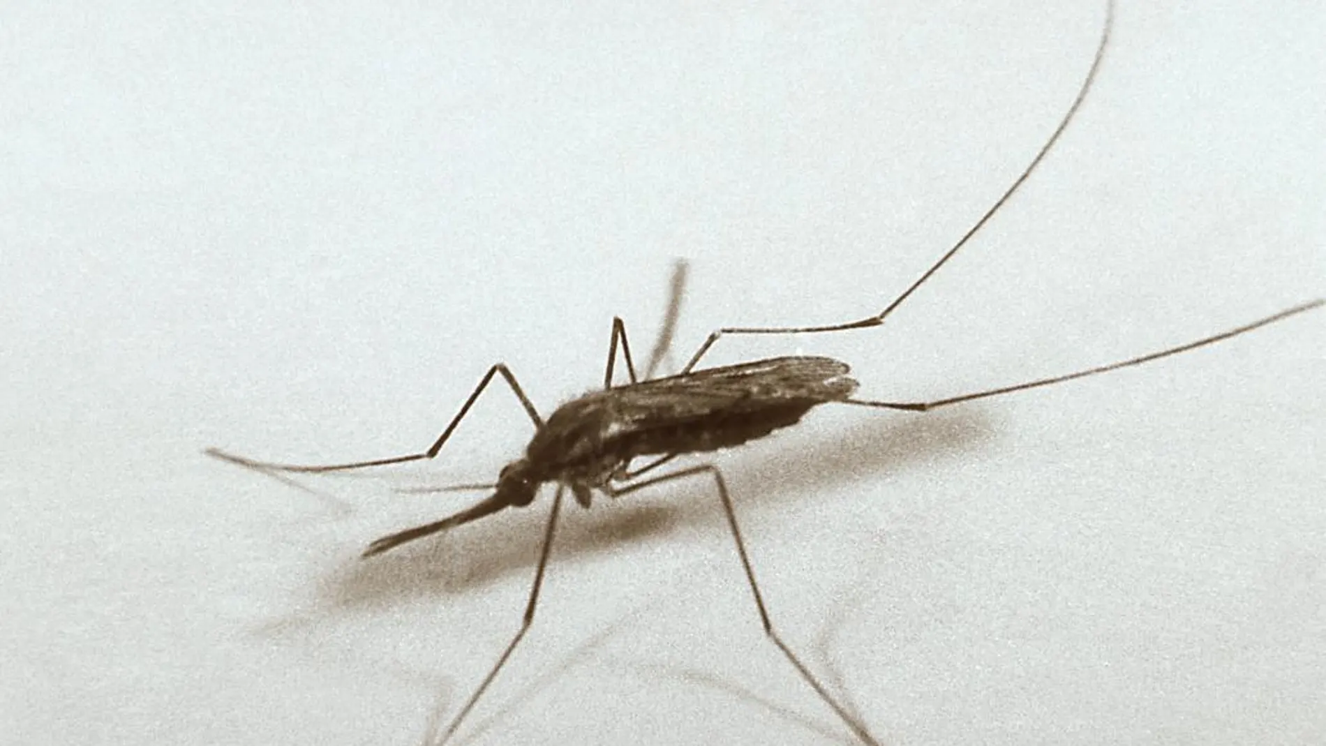 El mosquito que contagia la malaria