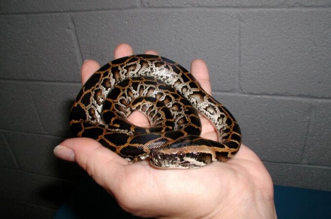 Una serpiente pitón birmana capturada hace unos años en los Everglades, en una imagen de archivo