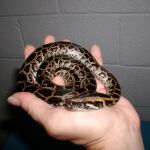 Una serpiente pitón birmana capturada hace unos años en los Everglades, en una imagen de archivo