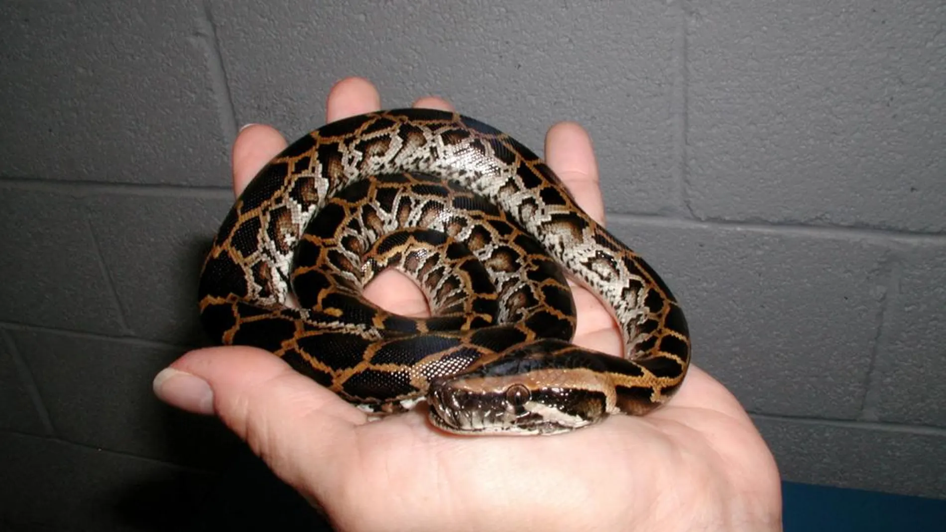 Una serpiente pitón birmana capturada hace unos años en los Everglades, en una imagen de archivo