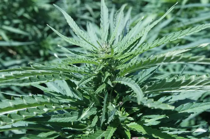 La primera cosecha legal de cannabis en Marruecos alcanza las 294 toneladas