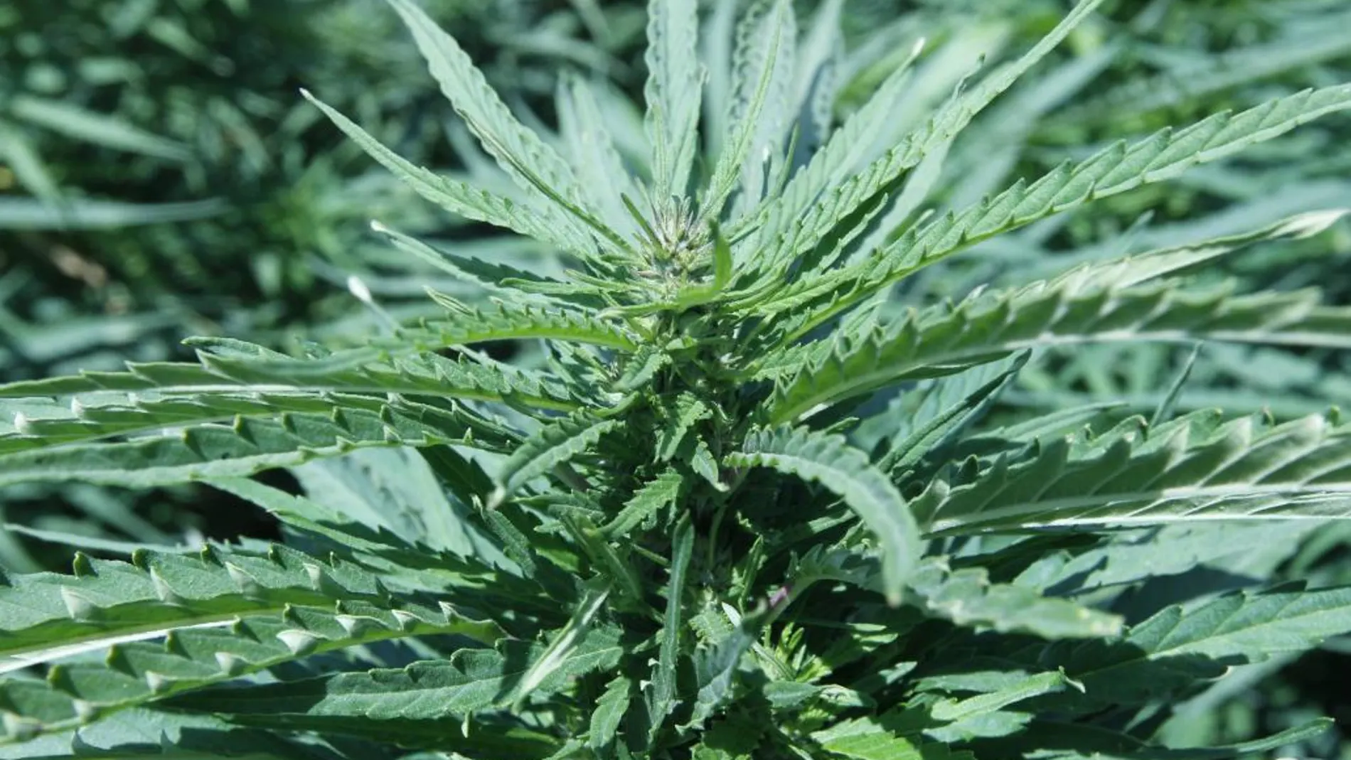 Una planta de cannabis, en una imagen de archivo