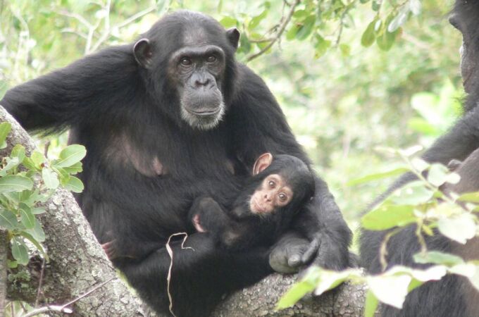 Los simios pueden predecir el comportamiento humano