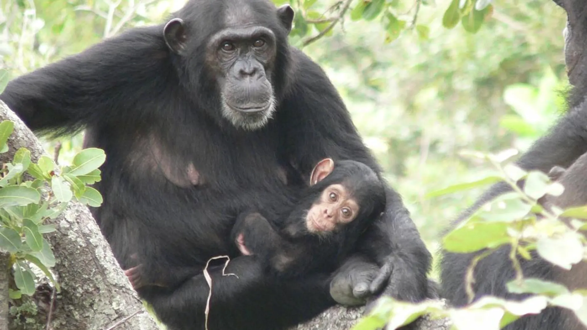 Los simios pueden predecir el comportamiento humano
