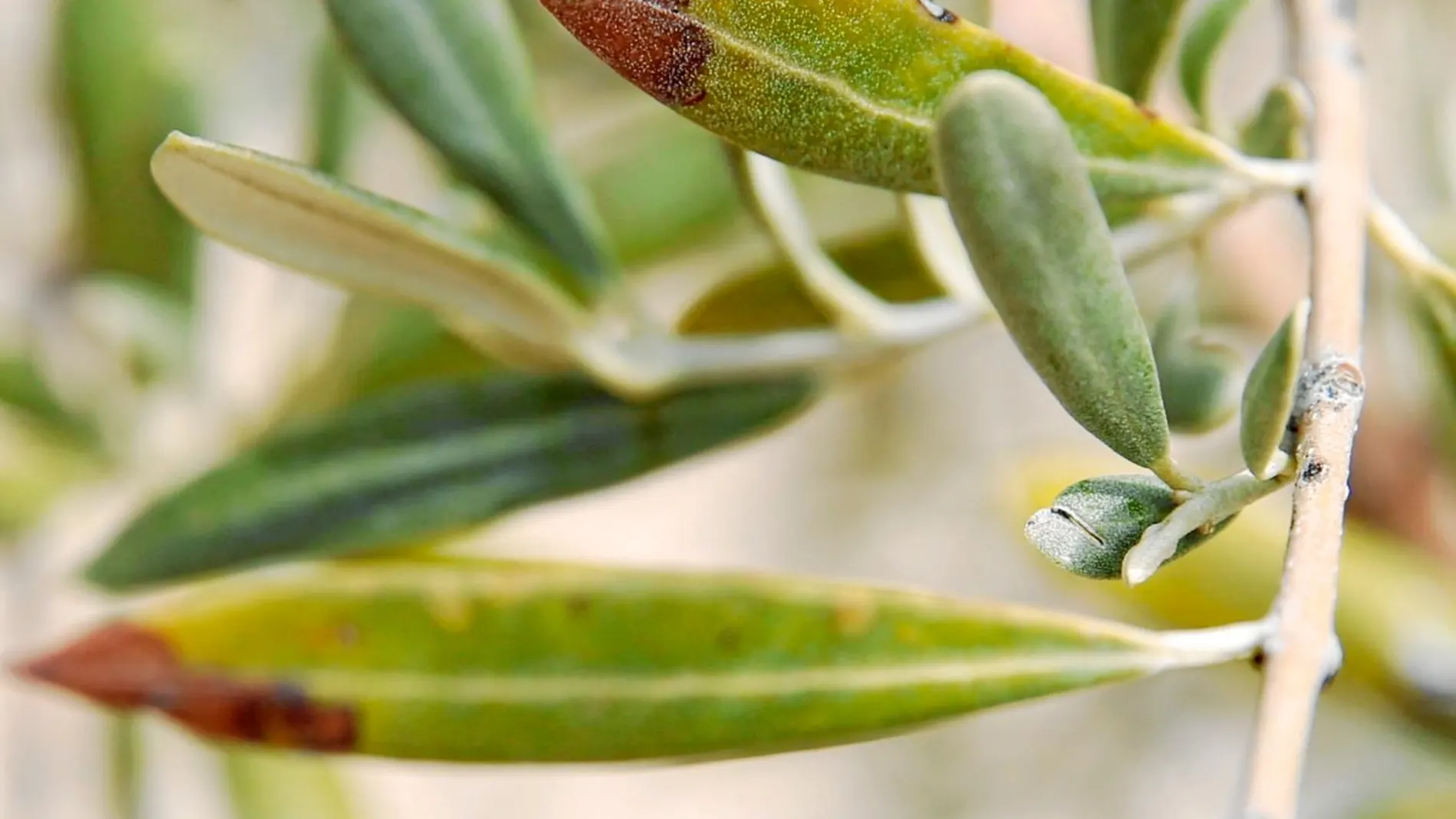 Árbol afectado por la Xylella