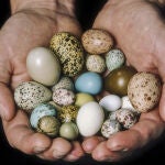 La forma de los huevos de las aves está directamente relacionada con el tipo de vuelo del animal