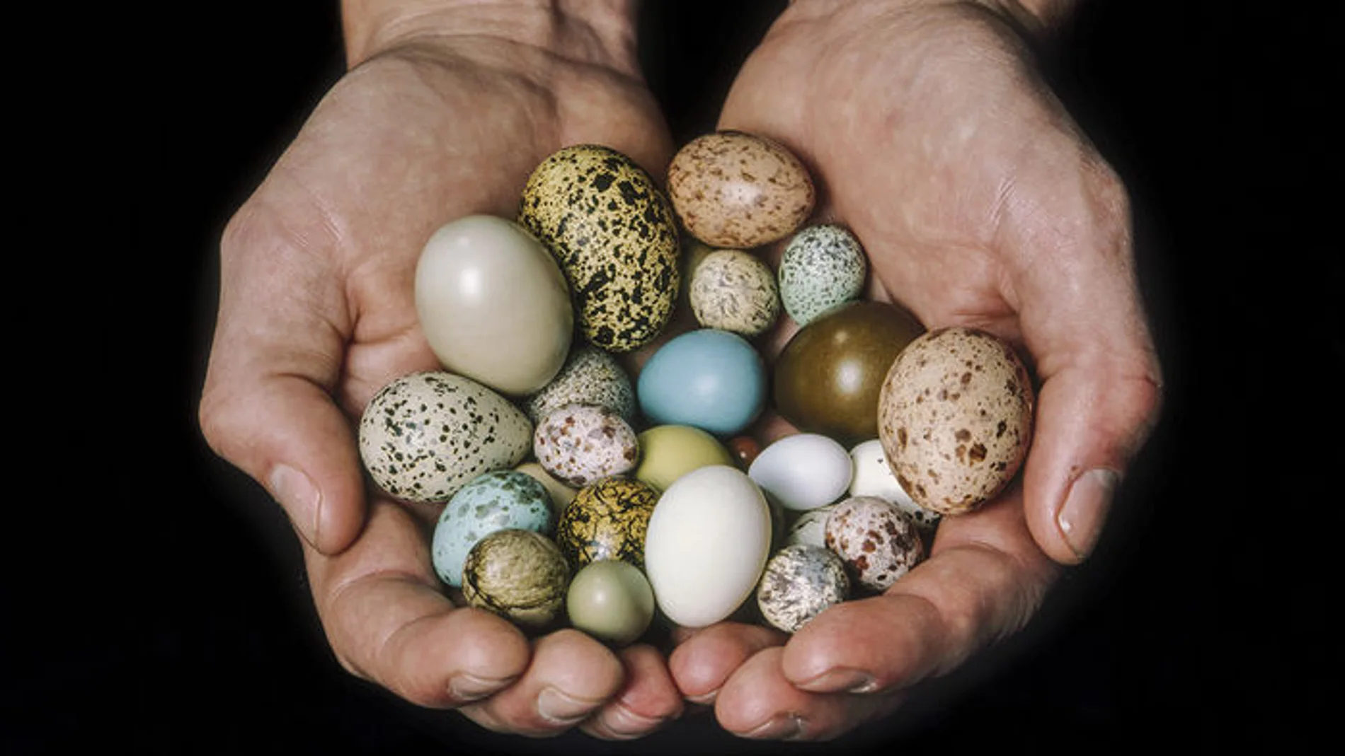 La forma de los huevos de las aves está directamente relacionada con el tipo de vuelo del animal