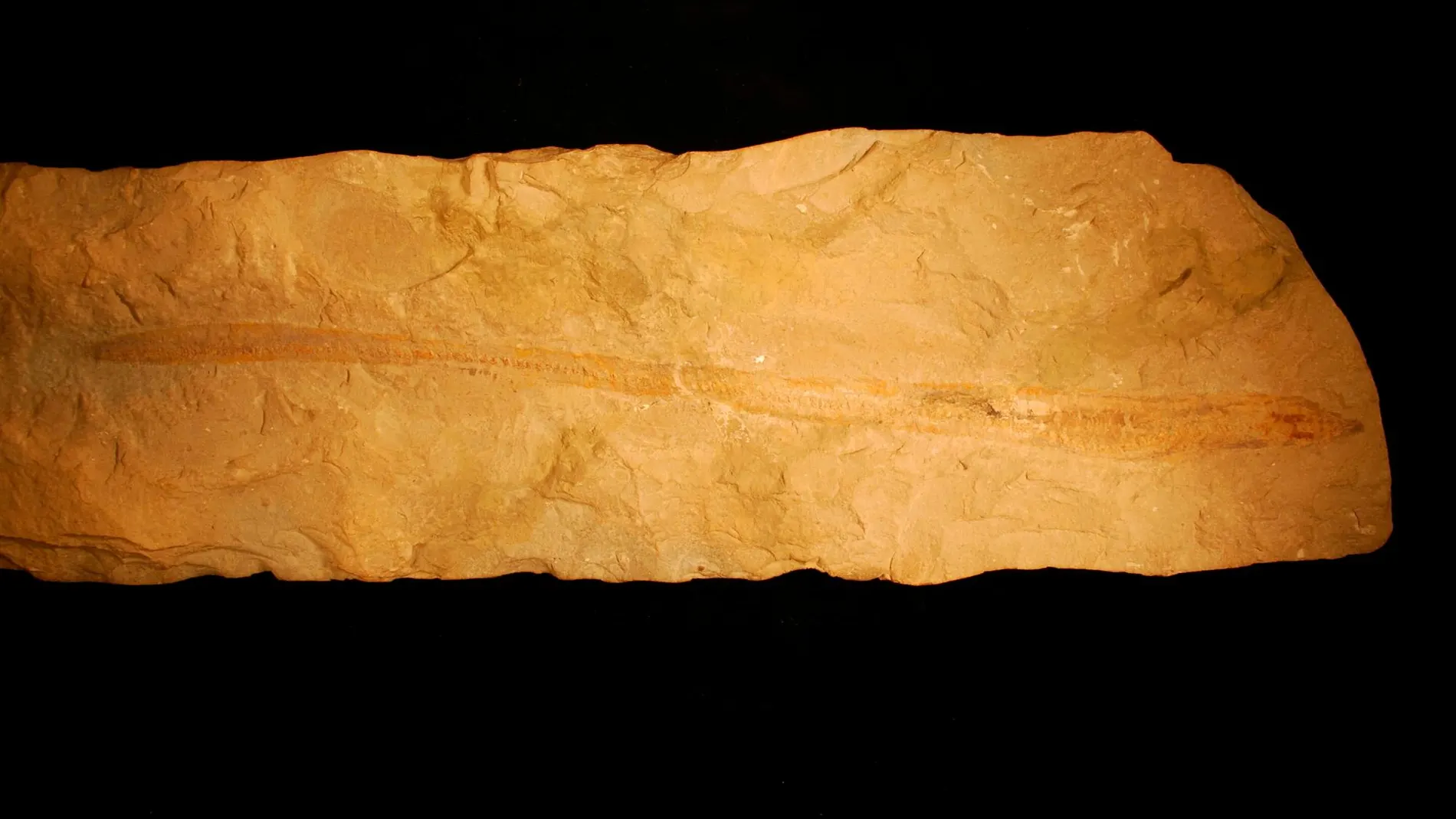 El fósil es un pez de 12 pulgadas de largo incrustado en una losa de piedra caliza del periodo Cretácico en el Líbano / Phys.org