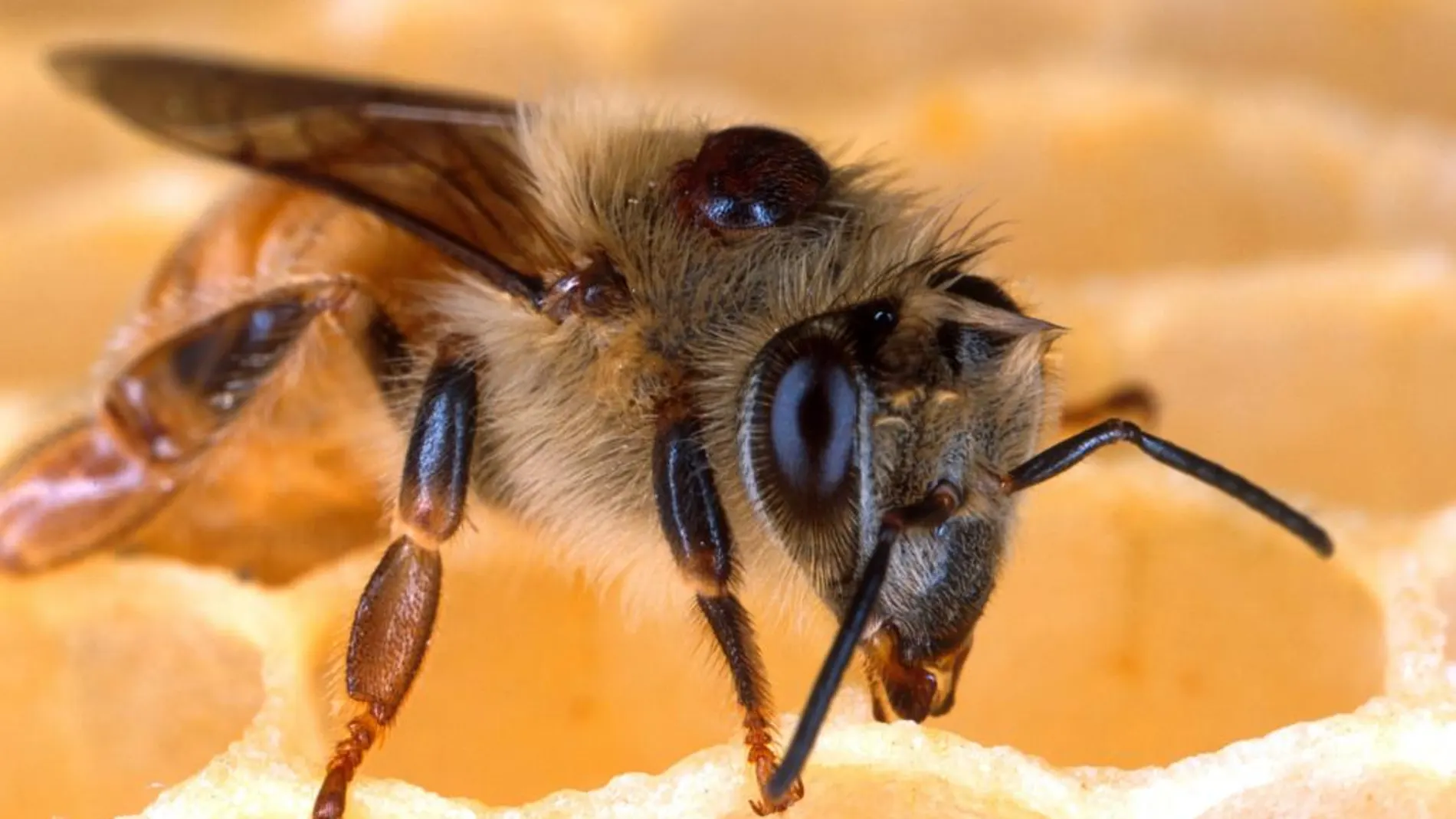 Muere un hombre en Mijas (Málaga) tras sufrir picaduras masivas de abejas