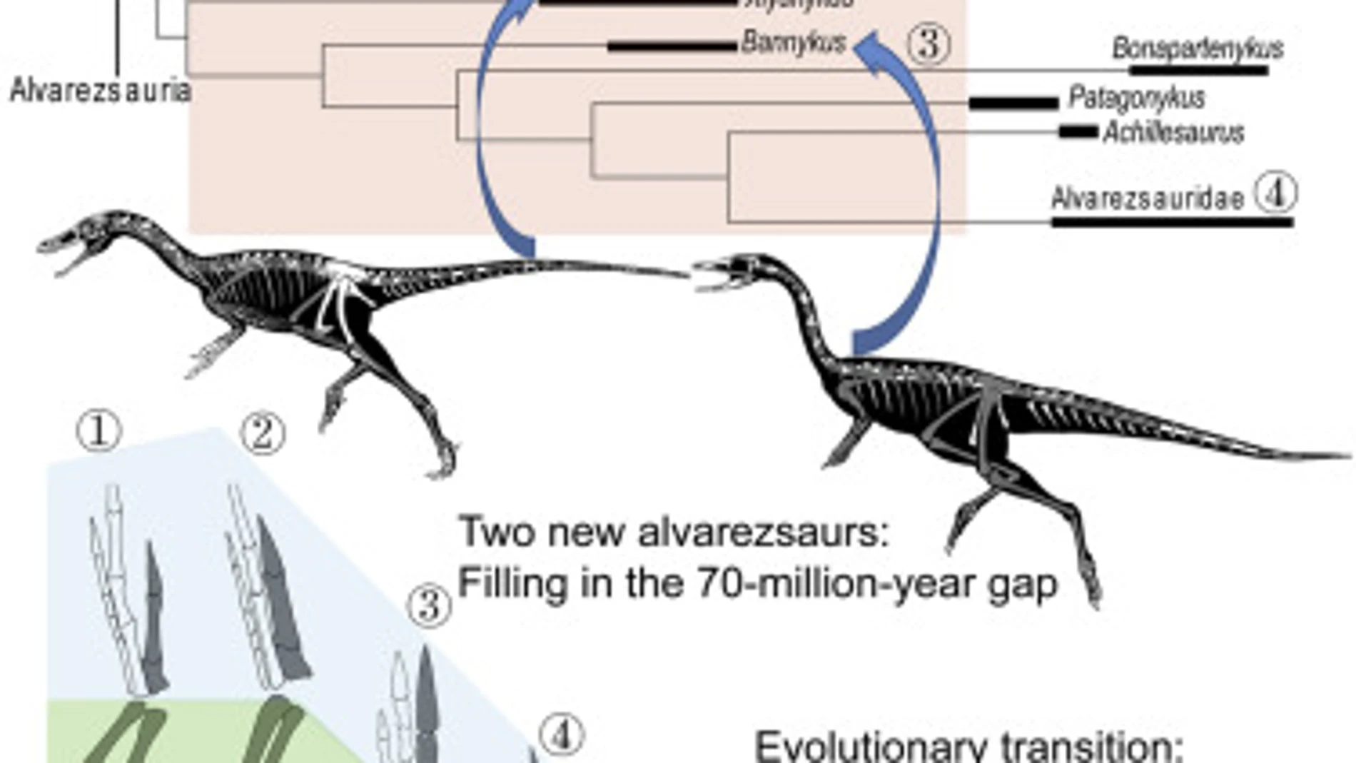 Los dos dinosaurios pueden rellenar una laguna de 70 millones de años en la evolución de estos animales