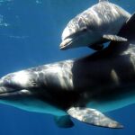 Una hembra delfín con su cría