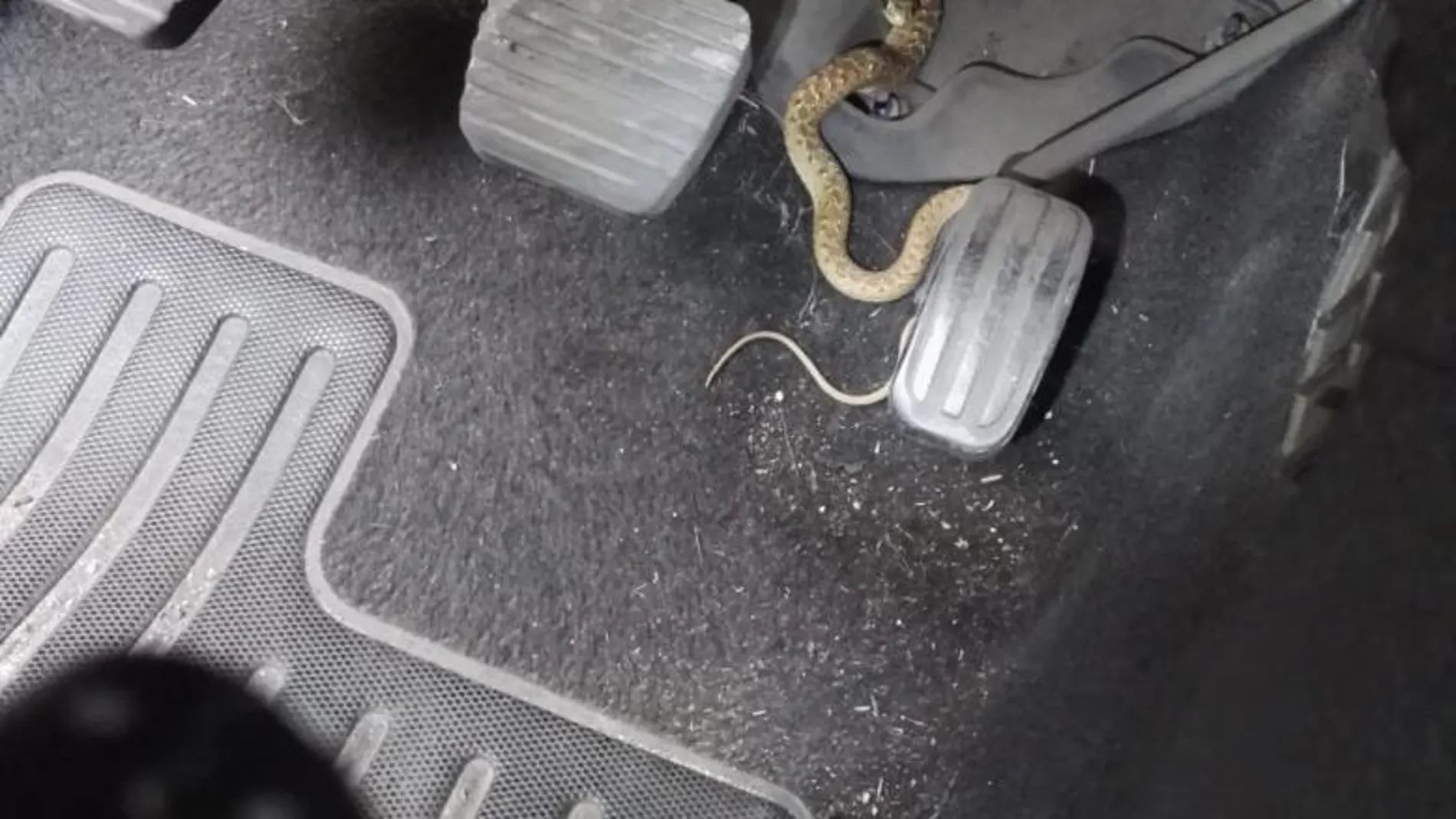 Una vecina de Alcorcón encuentra una serpiente en su coche